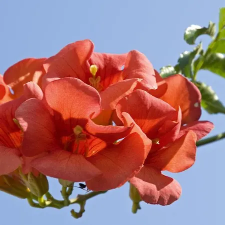 Nicolas Antiparos Town