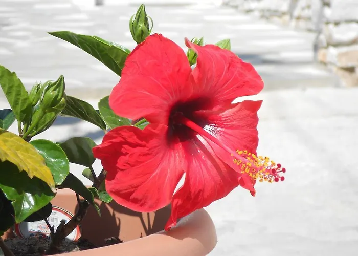 Nicolas * Andíparosz Póli