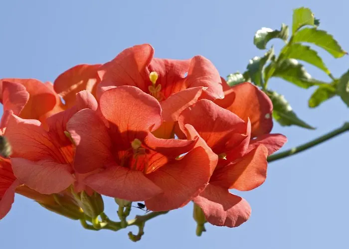 Nicolas Antiparos Città